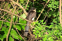 Pied Cuckoo, Colca, Goa 2009