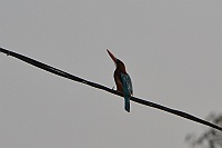 White-throated Kingfisher, Pahar Ganj, Delhi 2013