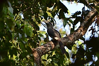 Malabar Gray Hornbill, Backwood Camp, Goa 2013