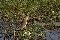 Indian Pond-Heron, Colva, Goa 2013