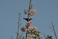 Purple Sunbird, Bondla Wildlife Sanctuary, Goa 2013