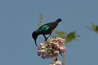 Purple Sunbird, Bondla Wildlife Sanctuary, Goa 2013