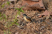 Ashy Prinia, Bondla Wildlife Sanctuary, Goa 2013
