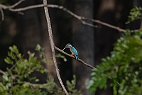 Common Kingfisher, Colva, Goa 2013