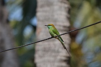 Green Bee-eater, Palolem, Goa 2013