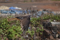 Black Kite, Colva, Goa 2013