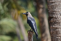 House Crow, Palolem, Goa 2013