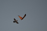 House Crow and Brahminy Kite, Colva, Goa 2013