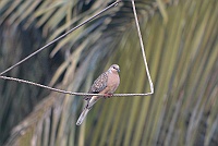 Spotted Dove, Backwood Camp, Goa 2013