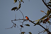 Scarlet Minivet (male), Backwood Camp, Goa 2013