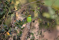 Green Bee-eater, Backwood Camp Goa 2013