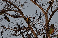 White-naped Woodpecker, Backwoods Camp, Goa 2013