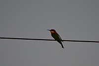 Chestnut-headed Bee-eater, Backwood Camp Goa 2013