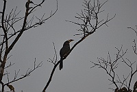 Malabar Gray Hornbill, Backwood Camp, Goa 2013