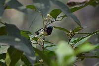 Crimson-backed Sunbird, Backwood Camp, Goa 2013