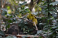 Yellow-browed Bulbul, Backwood Camp, Goa 2013