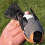 Eurasian Bullfinch