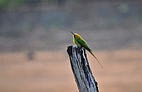 Green Bee-eater, Backwoods Camp, Goa, februari 2013
