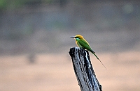 Green Bee-eater, Backwoods Camp, Goa, februari 2013