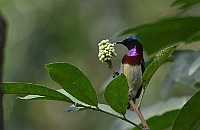 Crimson-backed Sunbird, Backwoods Camp, Goa, februari 2013