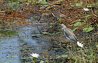 Indian Pond Heron, Colva, Goa, november 2013