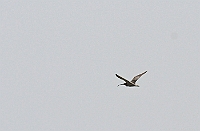 Eurasian Curlew, Colva beach, Goa, november 2013