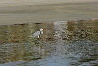 Western Reef Egret, Colva beach, Goa, november 2013