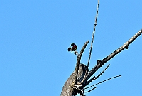 Small Sunbird (Crimson-backed Sunbird), Backwoods Camp, Goa, november 2013