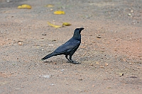 Indian Jungle Crow, Backwoods Camp, Goa, november 2013
