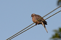 Spotted Dove, Bondla W.S. Goa, november 2013