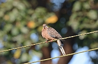 Spotted Dove, Bondla W.S. Goa, november 2013