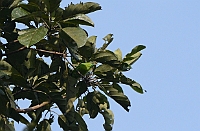 Jerdons Leafbird, Bondla W.S., Goa, november 2013