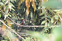 White-throated Kingfisher, Bondla W.S., Goa november 2013