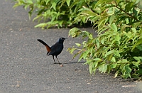 Indian Robin, Bondla W.S., Goa, november 2013