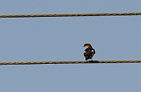 Red-rumped Swallow, Bondla W.S., Goa, november 2013