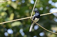 Oriental Magpie Robin, Bondla W.S., Goa, november 2013