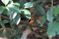 Oriental Dwarf Kingfisher, Bondla W.S., Goa november 2013
