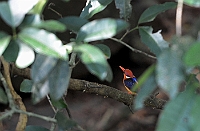 Oriental Dwarf Kingfisher, Bondla W.S., Goa november 2013