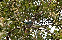 Malabar Parakeet, Backwoods Camp, Goa november 2013