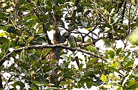 Malabar Parakeet, female, Backwoods Camp, Goa november 2013
