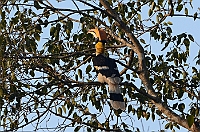 Great Hornbill, Backwoods Camp, Goa november 2013