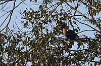 Great Hornbill, Backwoods Camp, Goa november 2013