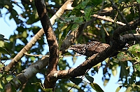 Asian Koel, Bhagwan Mahaveer Wildlife Sanctuary, Goa november 2013