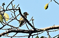 Coppersmith Barbet, Bhagwan Mahaveer Wildlife Sanctuary, Goa november 2013